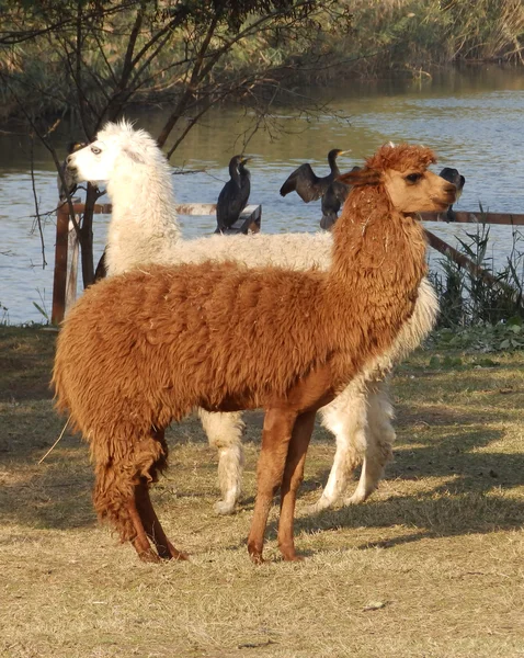 Blanco y marrón — Foto de Stock