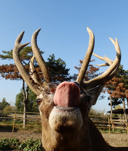 Buck con lengua —  Fotos de Stock