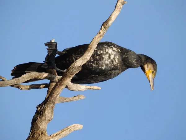 Großkormoran — Stockfoto