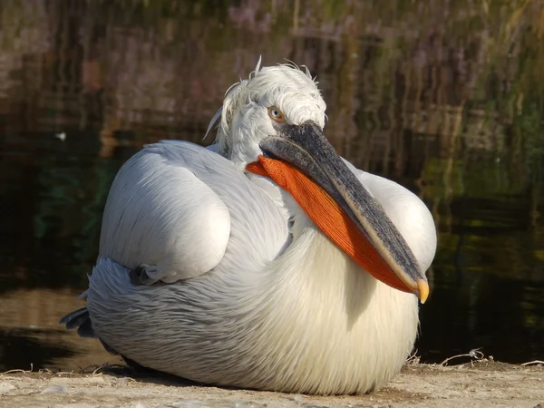 Curly pelican waiting — Stock Photo, Image