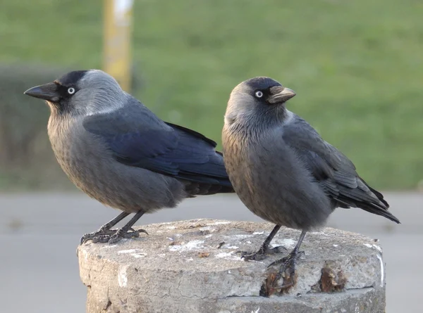 Dos jackdaws esperando — Foto de Stock