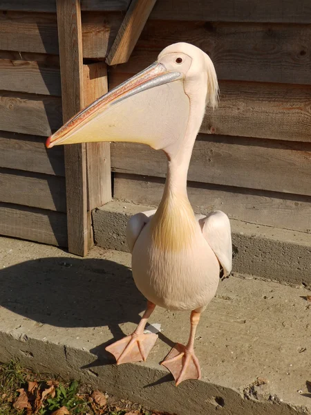 Pink pelican near a house — Stock Photo, Image