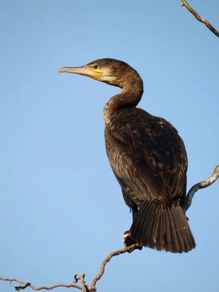Big cormorant on a branch — Stock Photo, Image