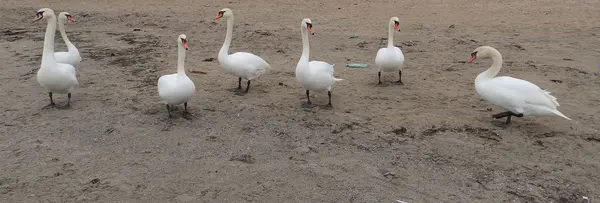 Yedi beyaz kuş