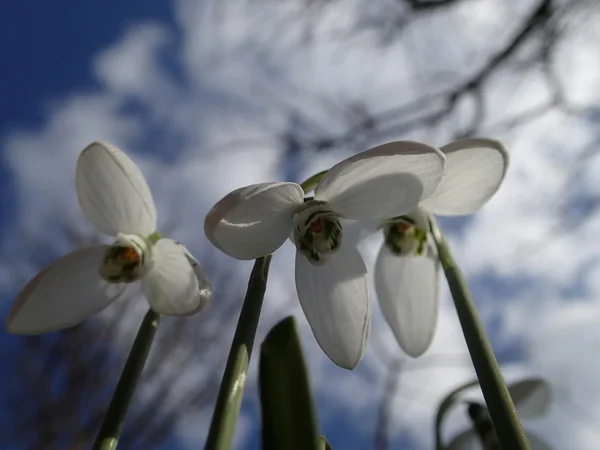 Três snowdrops — Fotografia de Stock