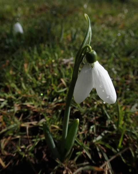 Snowdrop with water drops — Zdjęcie stockowe