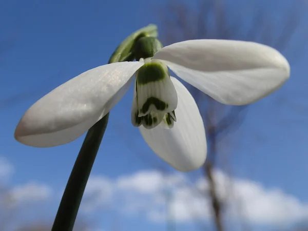 Snowdrop kwiat — Zdjęcie stockowe