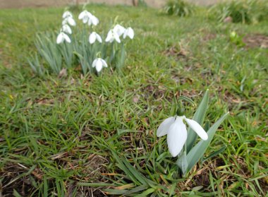 Bir çiçek ve bir grup