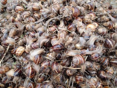 Sümüklü böcek istilası