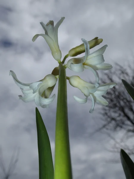 White bells — Stock Photo, Image