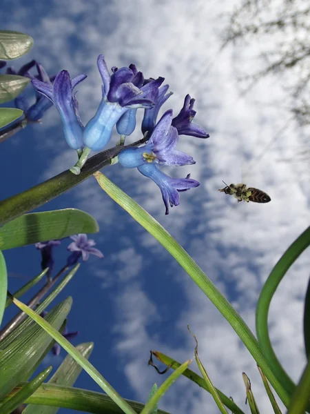 Синие колокола и пчела — стоковое фото