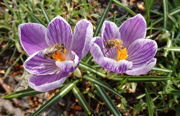 あまりにも 2 つの花にミツバチ ロイヤリティフリーのストック画像