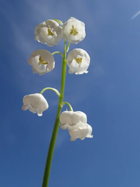 Lily of the valley inflorescence — Stock Photo, Image