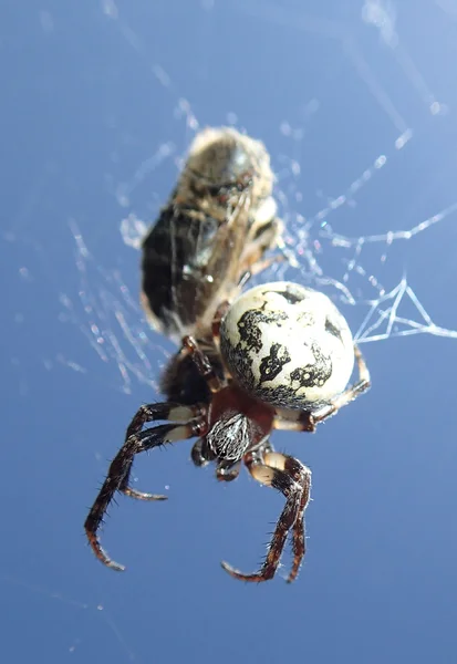 Araignée avec abeille — Photo