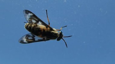 temizlik sinek ve sinek