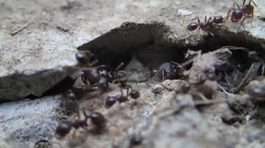 Karıncalar çalışma