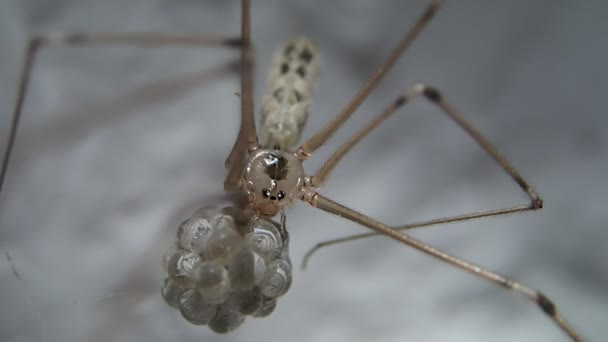 Spider lämnar bilden — Stockvideo