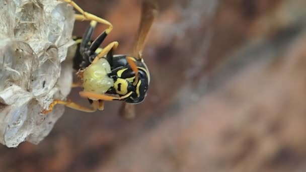 Wasp, larva beslemek hazırlanıyor — Stok video