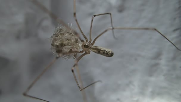 Crâne d'araignée perturbé 