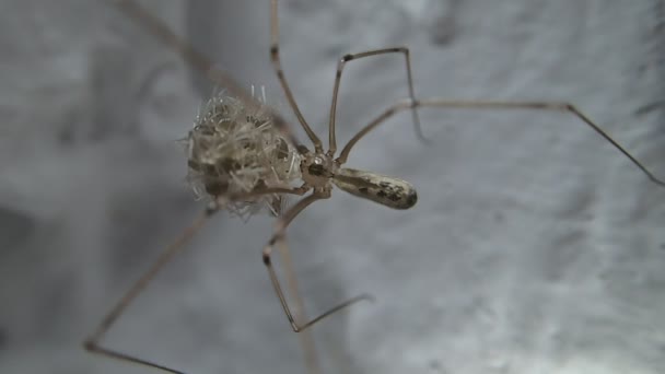 Araña craneal perturbada — Vídeos de Stock