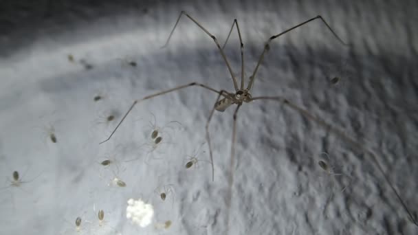 Küçükleri koruma örümcek — Stok video