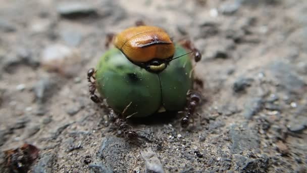 Ants trying to move a head — Stock Video