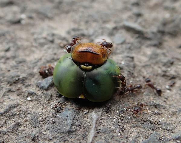 개미와 용의 머리 — 스톡 사진