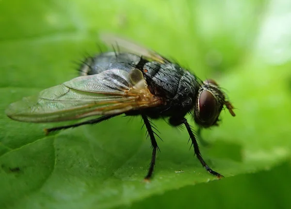 Mosca negra — Foto de Stock