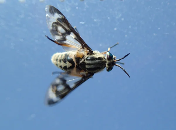 Fly på himmelen – stockfoto