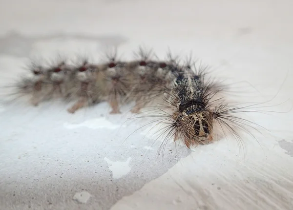 Caterpillar on a wall