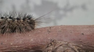 Bir sopa üzerinde kıllı tırtıl