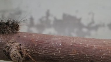 Bir sopa üzerinde kıllı larva