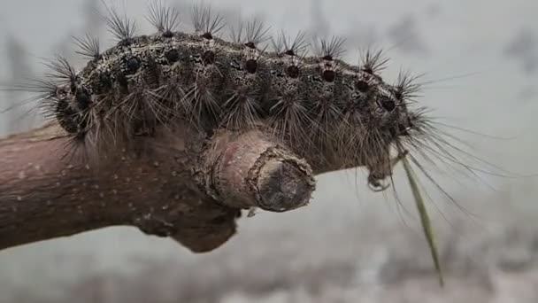 Larva peluda en un palo de madera — Vídeos de Stock