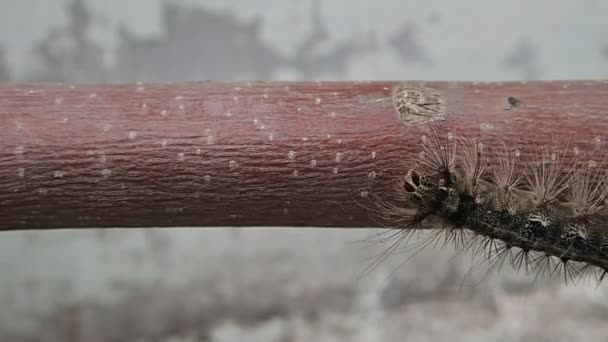 Oruga en un palo — Vídeos de Stock