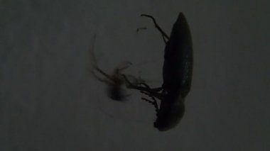 Örümcek ve bir hata