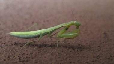 Yeşil peygamber devesi