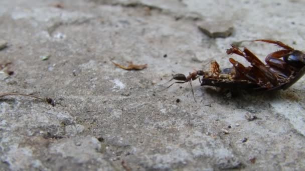 Ant trekken van een cockroack — Stockvideo