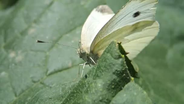 Beyaz kelebek — Stok video