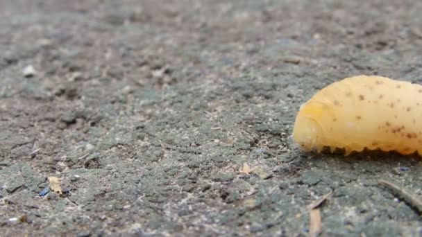 Желтая гусеница — стоковое видео