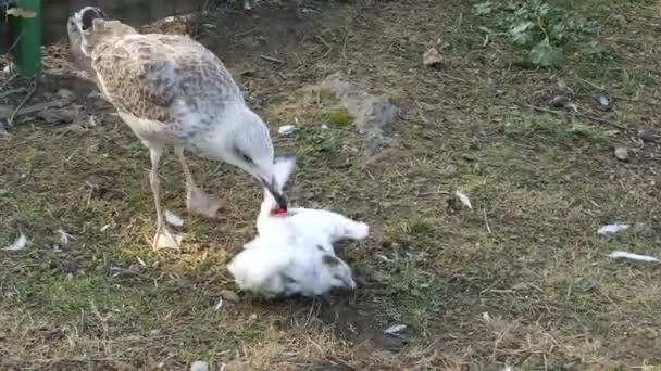 Seagull eten een duif — Stockvideo