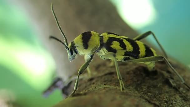 Bug rayé déposant ses œufs — Video