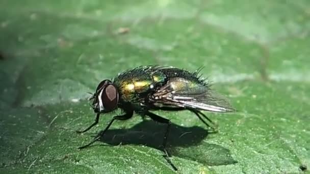 Green fly cleaning itself — Stock Video