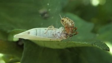 Beyaz bir güve öldürme örümcek