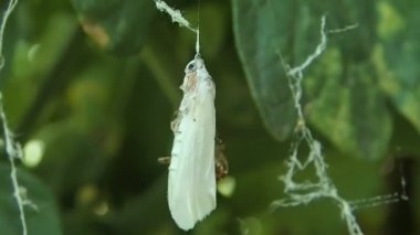 Beyaz bir güve ambalaj örümcek