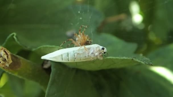 Aranha se preparando para matar uma mariposa branca — Vídeo de Stock