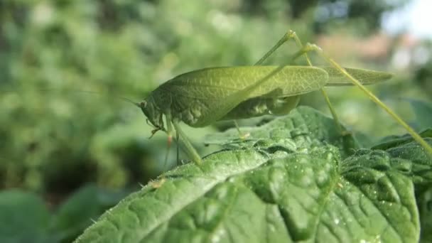 Green grasshopper — Stock Video