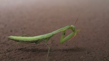 Yeşil peygamber devesi