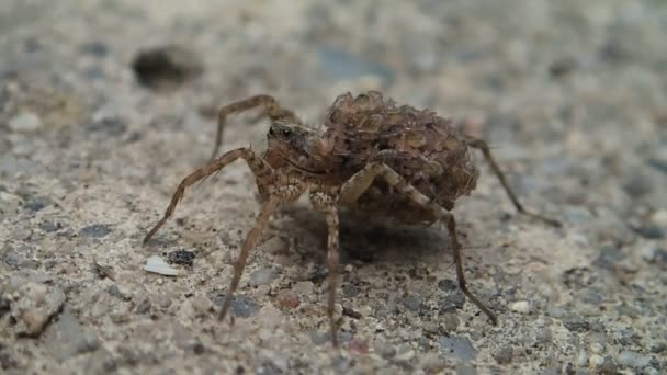 Mãe aranha cheia de bebês — Vídeo de Stock