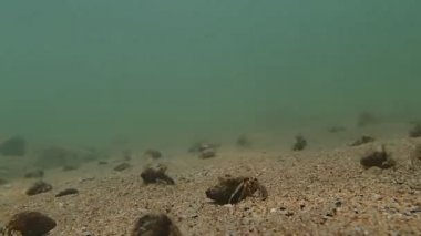 Münzevi kimse Yengeç istilası