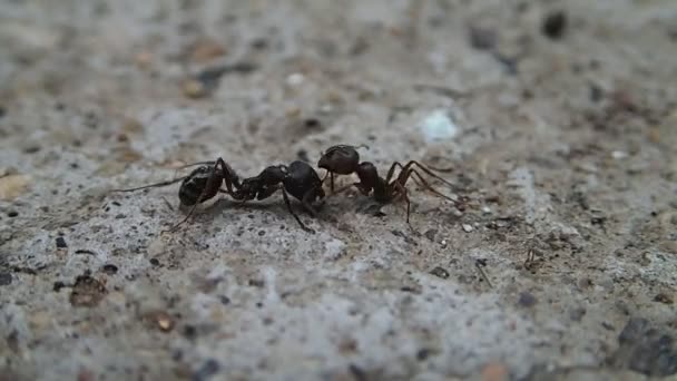 Ant fighting with a half ant — Stock Video